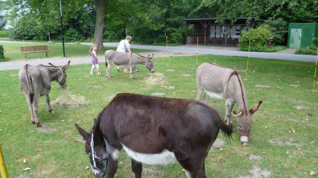 Hoeschpark 2011 Esel
