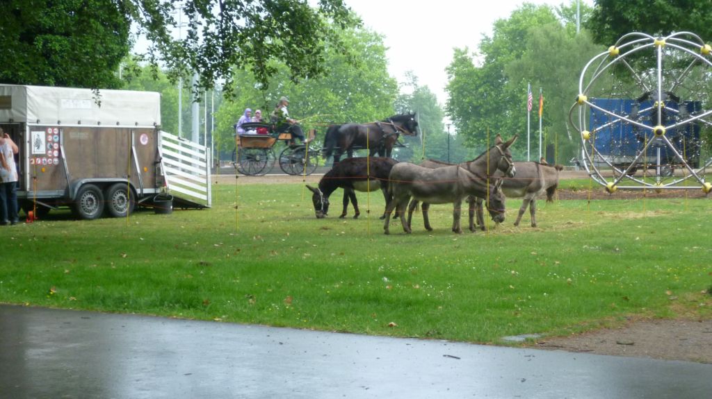 Hoeschpark 2011 Esel