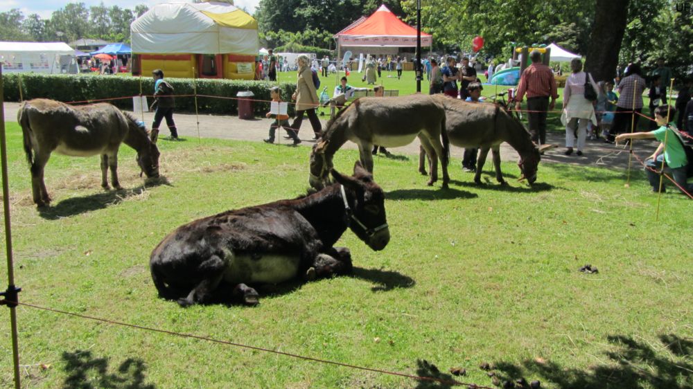 Esel-Ranch Wannebachtal auf dem Hoeschparkfest 2012