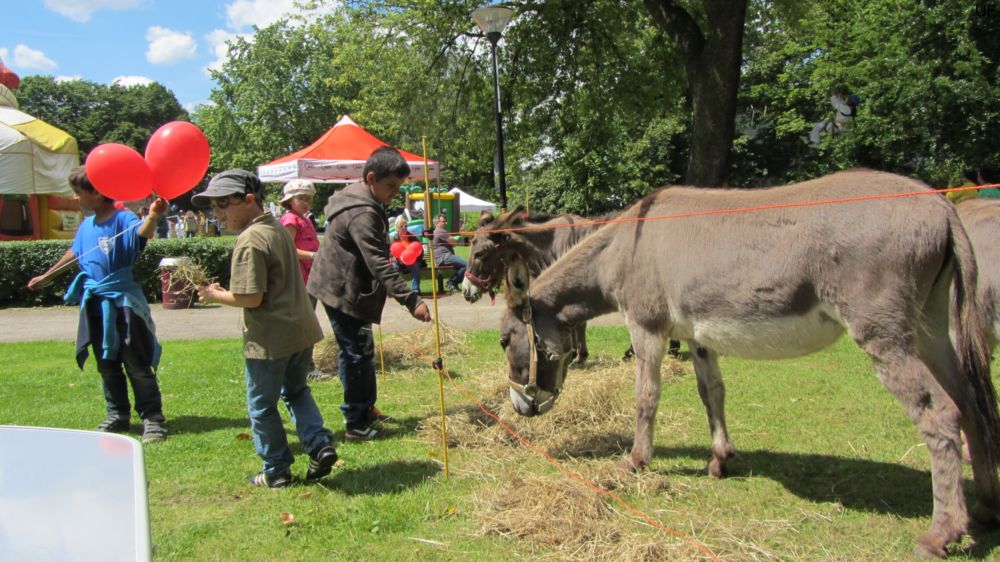 Esel-Ranch Wannebachtal auf dem Hoeschparkfest 2012
