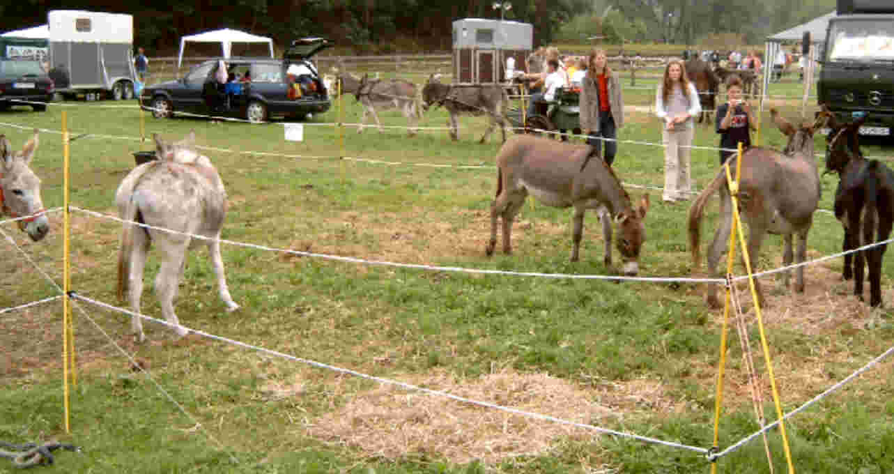 Esel- und Mulitreffen 2005
